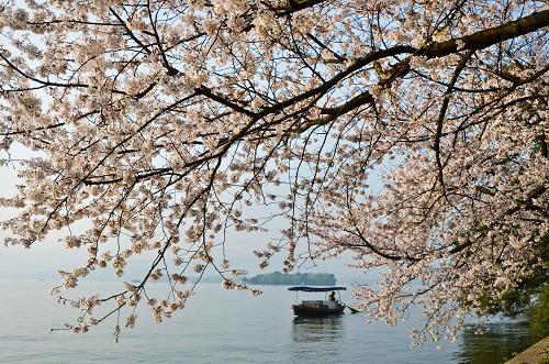 一只游船向杭州西湖“平湖秋月”边的樱花树下划来(2011年3月31日摄)。 6月24日,在法国巴黎举行的第35届世界遗产大会正式将中国“杭州西湖文化景观”列入《世界遗产名录》。 新华社发