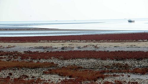 黄河入海口新造湿地(12月3日摄)。 记者从山东省政府获悉,国务院已正式批复《黄河三角洲高效生态经济区发展规划》。以此为起点,黄河三角洲地区的发展上升为国家战略,成为国家区域协调发展战略的重要组成部分。 黄河三角洲位于渤海南部黄河入海口沿岸地区,包括山东省的东营、滨州和潍坊、德州、淄博、烟台市的部分地区,共涉及19个县(市、区),总面积2.65万平方公里,占山东省的1/6,总人口约985万人。黄河三角洲土地资源优势突出,地理区位条件优越,自然资源较为丰富,生态系统独具特色,产业发展基础较好,具有发展高效生态经济的良好条件。 新华社记者范长国摄