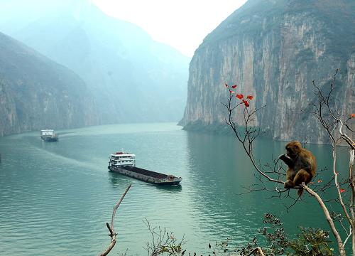 两艘货船在长江瞿塘峡中航行(2009年12月5日摄)。长江是横贯我国东、中、西部的水上大通道,穿越西南、华中和华东三大经济区。长江干流通航里程达2800多公里,素有“黄金水道”之称。长江流域面积约占全国土地总面积的1/5,流域人口近5亿,工农业总产值占全国一半以上。流域内资源丰富,经济社会条件十分优越。目前,长江干线航道承担了沿江钢铁企业生产所需80%的铁矿石、沿江电厂所需83%的电煤运输。在煤炭、石油、金属矿石、水泥、矿建材料等大宗散货运输和集装箱运输中发挥了重要的主导作用,有效支撑和促进了我国重要的冶金、石化、汽车、电力等沿江产业密集带的形成和发展。2009年5月,国务院批准了《长江干线航道总体规划纲要》,到2020年,国家将投入430亿元用于长江干线航道建设,其中300亿元用于航道整治,投入力度之大前所未有。据长江航道局介绍,近年来,航道部门结合三峡工程建设,在上游实施了库区助航设施淹没复建和库区炸礁工程,库区航道得到了根本改善,清除了库尾航行安全隐患;实施了泸渝段、叙泸段航道整治工程,上游航道等级提高到了三级,可以通行千吨级船队,实现了长江干线航道全河段全天候通航,使长江航道成