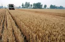 1985年黑龙江省友谊农场的联合收割机在农田中收割小麦