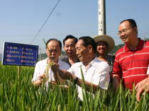 2008年袁隆平在湖南查看示范种植的超级杂交稻长势